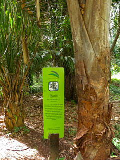 Goiânia - Bosque dos Buritis - Buriti