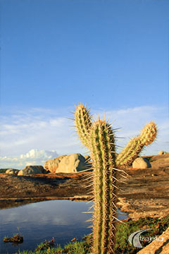 Cabaceiras - Lajedo do Pai Mateus - Cactus sobrevivendo no meio das pedras