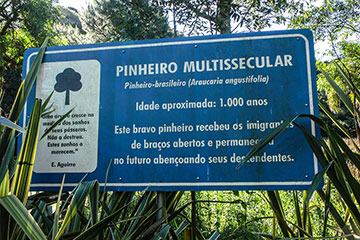 Nova Petrópolis - Acesso ao Pinheiro Multissecular